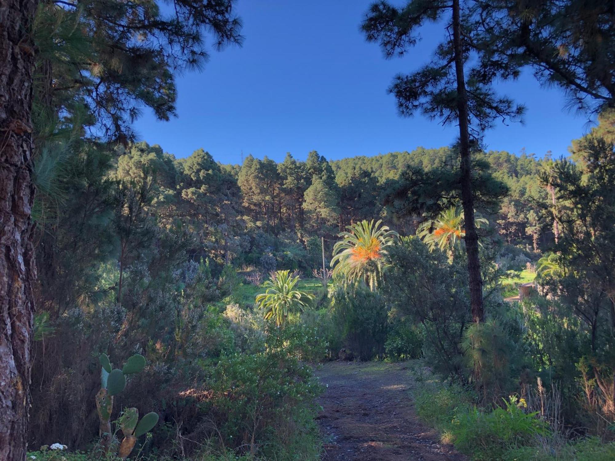 Monte Frio De Tenerife La Guancha Dış mekan fotoğraf