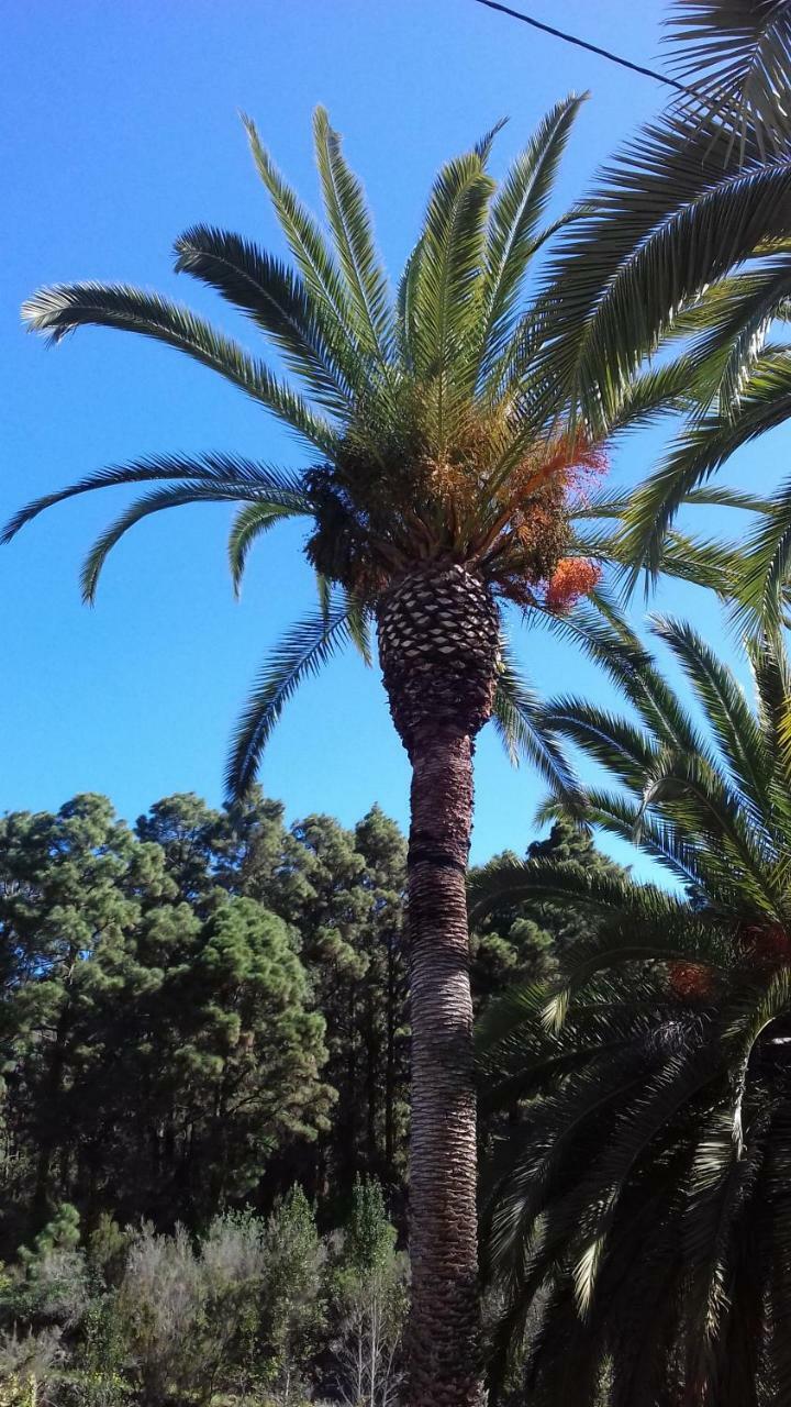 Monte Frio De Tenerife La Guancha Dış mekan fotoğraf